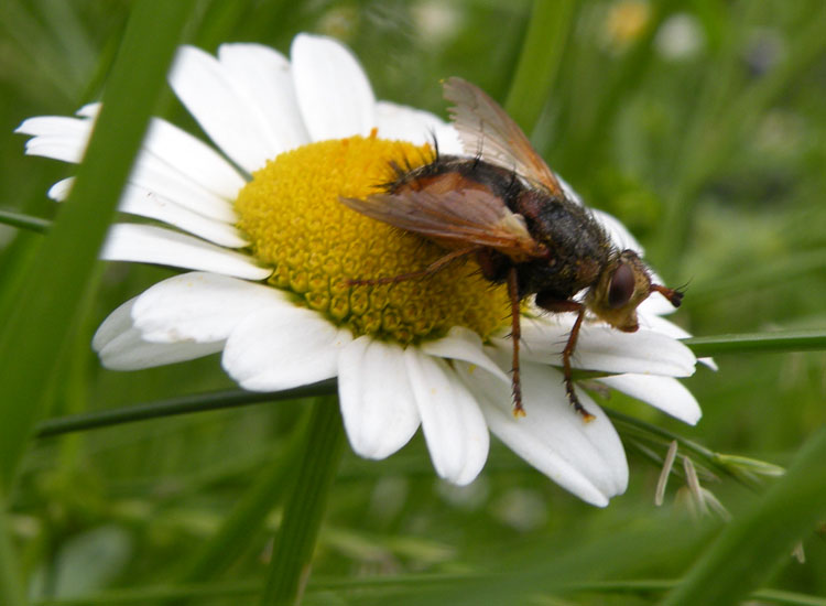 Tachina cf magnicornis ♂ e ♀ (Tachinidae)